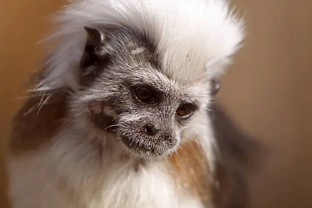 Cottontop tamarin