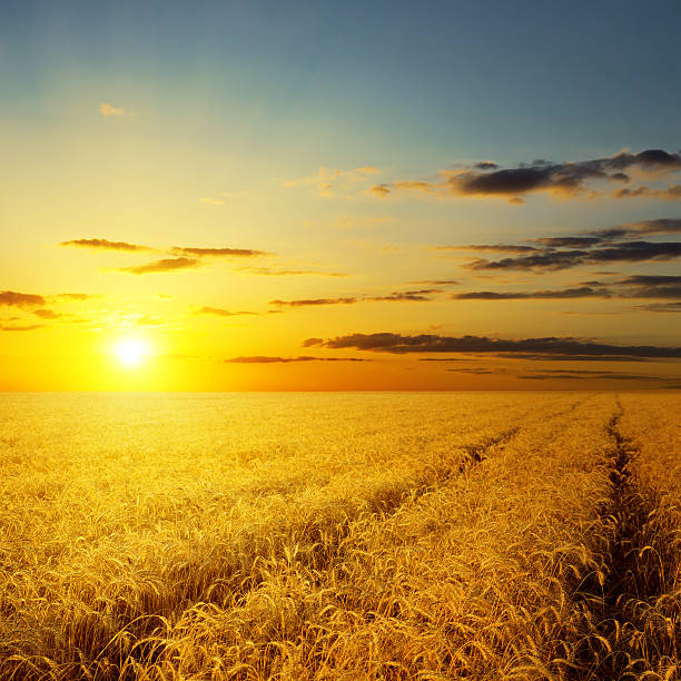 istock sunset over agricultural field 470434431