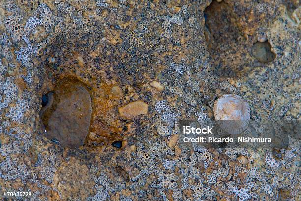 Jervis Bay National Park - zdjęcia stockowe i więcej obrazów Bez ludzi - Bez ludzi, Budowla mieszkaniowa, Fotografika