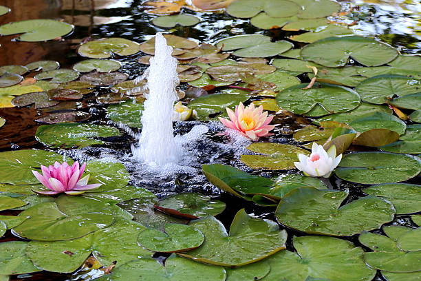Pink and white water lilies on a pound next to a fountain
