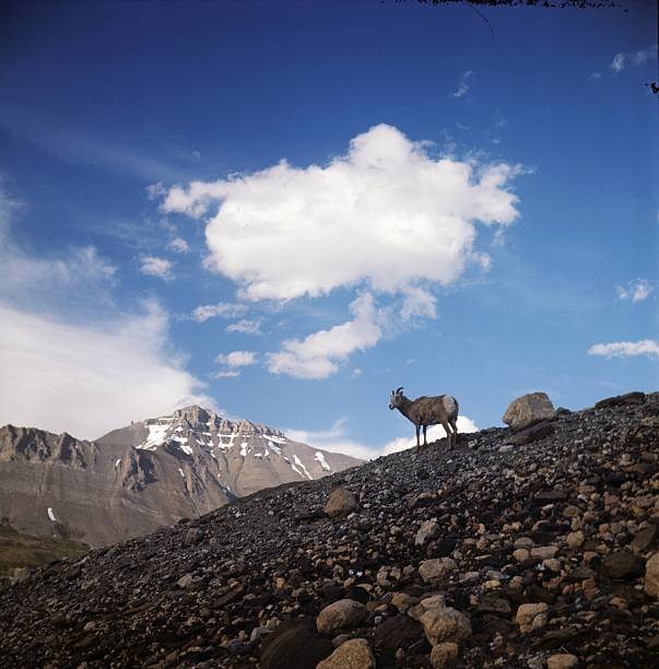 Cabra selvagem Montanhas Rochosas Canadianas - fotografia de stock