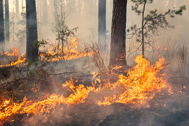 istock Whole forest area in fire and covered by flame 470435886