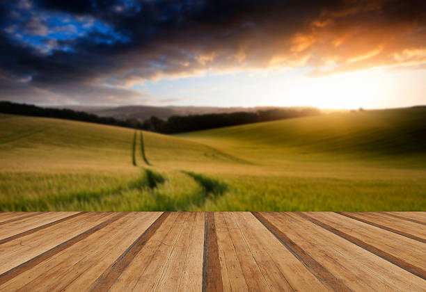 istock Summer landscape image of wheat field at sunset 470435982