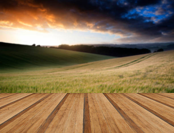 istock Summer landscape image of wheat field at sunset 470435986