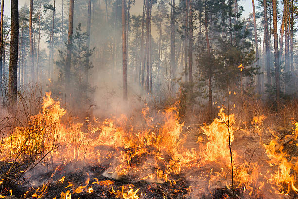 waldbrand in bearbeitung - kiefernwäldchen stock-fotos und bilder