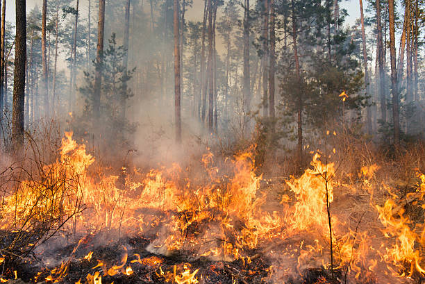 a high res photo of a forest fire in progress - orman yangını stok fotoğraflar ve resimler