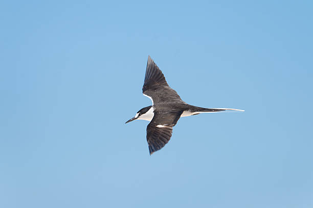 A single Sooty Tern in flight with long white streamers, with blue sky background.  Great Barrier Reefs, Queensland, Australia