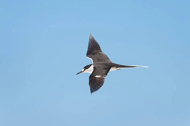 Photo of Sooty Tern in flight, Queensland, Australia