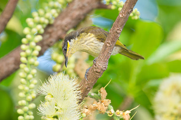 istock Varied Honeyeater - Queensland, Australia 470437624