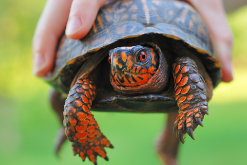 Box turtle held in a child's hand. 