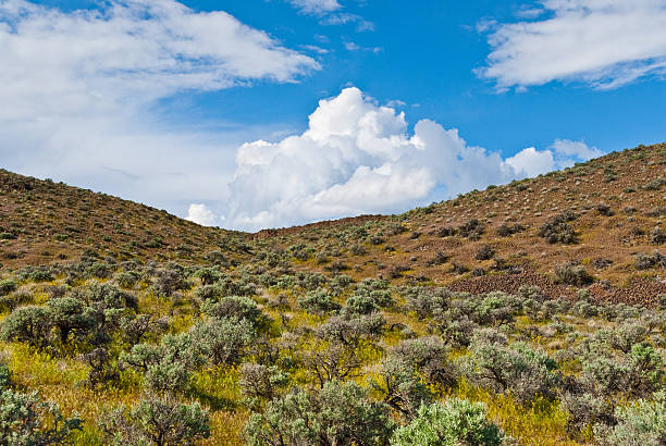 East of the Cascade Mountains, Washington’s climate is arid and the terrain is desert-like. Summertime temperatures can exceed 100 degrees Fahrenheit in regions such as the Yakima Valley and the Columbia River Plateau. This is an area of rolling hills and flatlands. During the last Ice Age, 18,000 to 13,000 years ago, floods flowed across this land, causing massive erosion and leaving carved basalt canyons, waterfalls and coulees known as the Channeled Scablands. This scene of rolling hills was photographed from Ginkgo Petrified Forest State Park near Vantage, Washington State, USA.