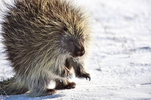 Porcupine in winter stock photo