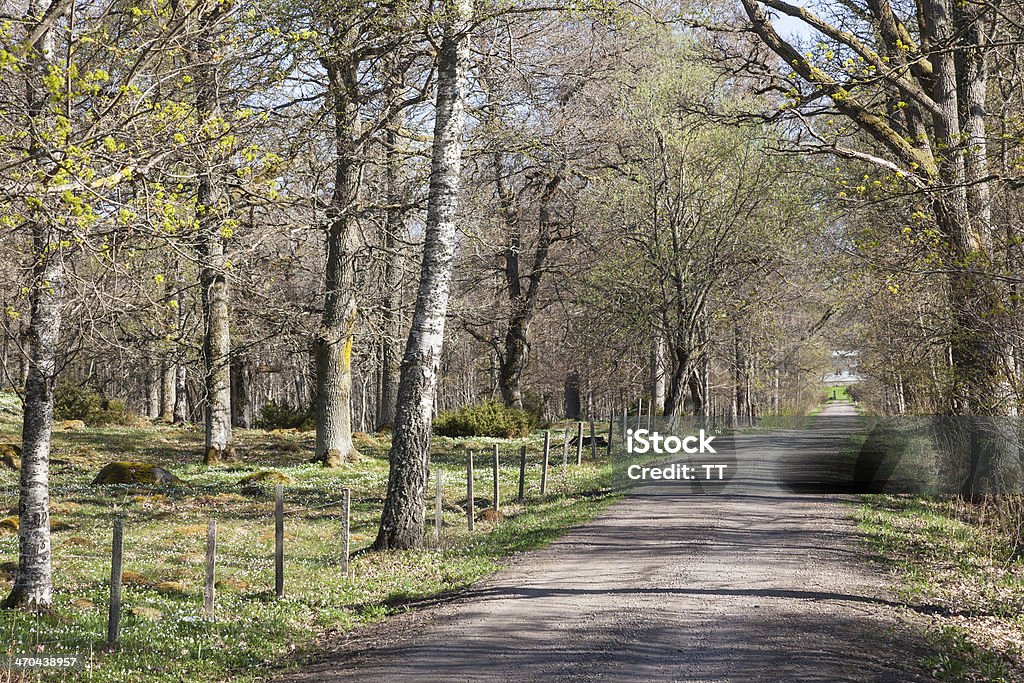Country road Country road through spring lush deciduous forest Beauty In Nature Stock Photo