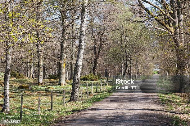 Country Road Stock Photo - Download Image Now - Beauty In Nature, Country Road, Deciduous Tree