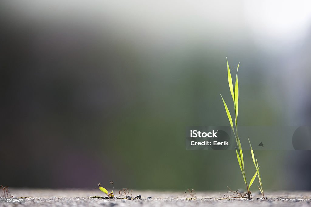 Green grass and concrete Grass growing through crack in concrete. Blade of Grass Stock Photo