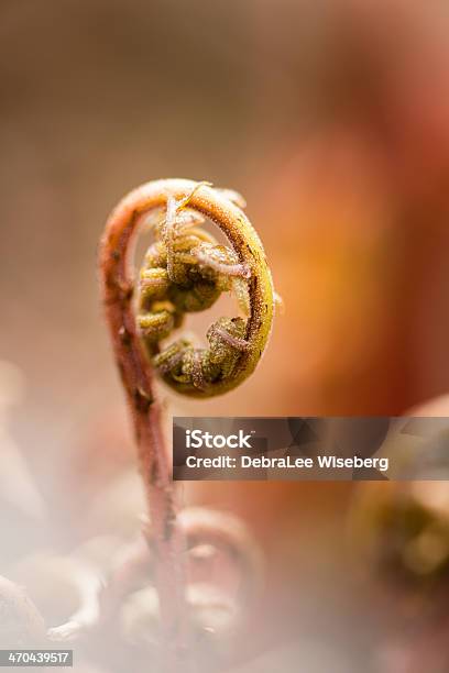 Fern Sprout Stock Photo - Download Image Now - Beginnings, Botany, Brown