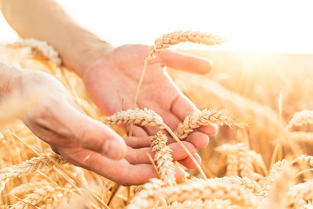 istock Wheat and farmer's hands 470439655