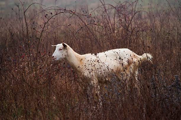 istock Sheep grazing on a meadow in the mist. 470439679