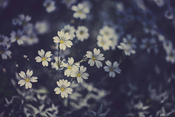 istock White small  flowers. Summer landscape. Top view. 470439856