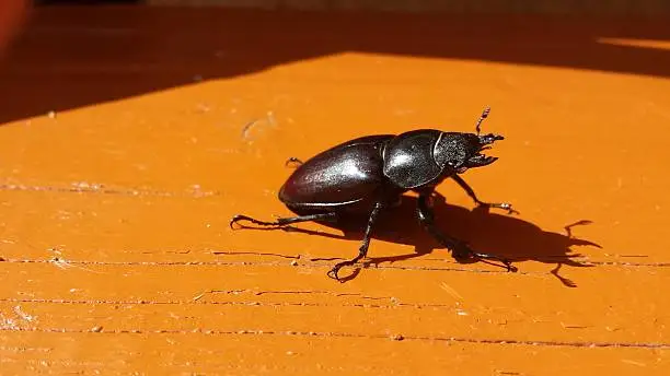 a Horned Beetle bathing in sunlight