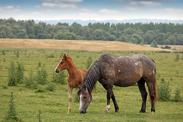 istock horse and foal on pasture 470440478
