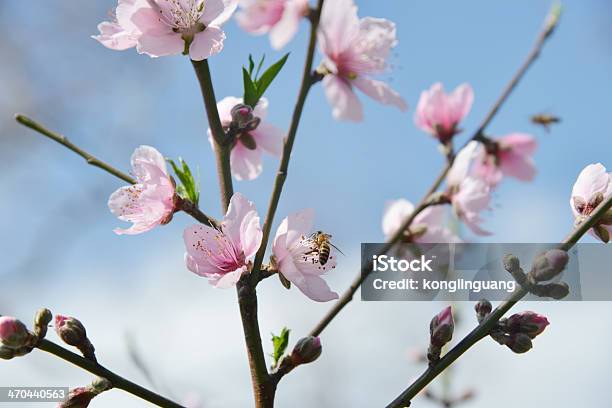 복숭아색tree 핑크 잎과 0명에 대한 스톡 사진 및 기타 이미지 - 0명, 경관, 꽃 나무