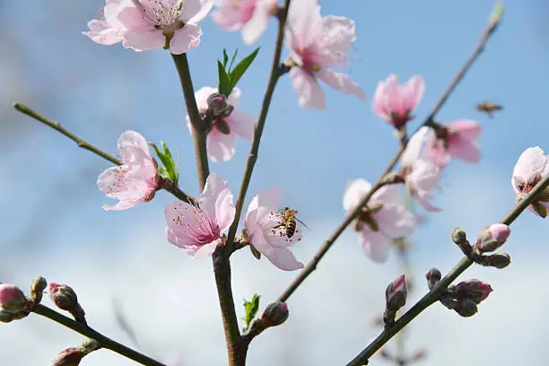 Peach-tree with pink blossoms and blue sky background