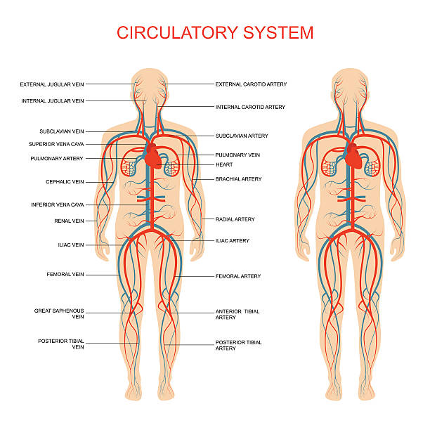 Diagrams of human body showing circulatory system vector art illustration