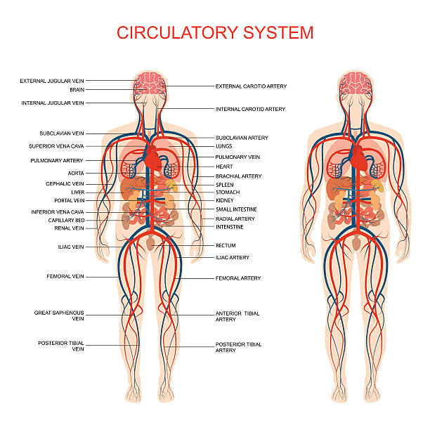ilustraciones, imágenes clip art, dibujos animados e iconos de stock de sistema circulatorio, - sistema cardiovascular
