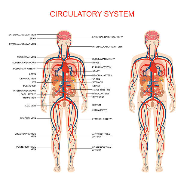 순환계, - 심장혈관계 stock illustrations
