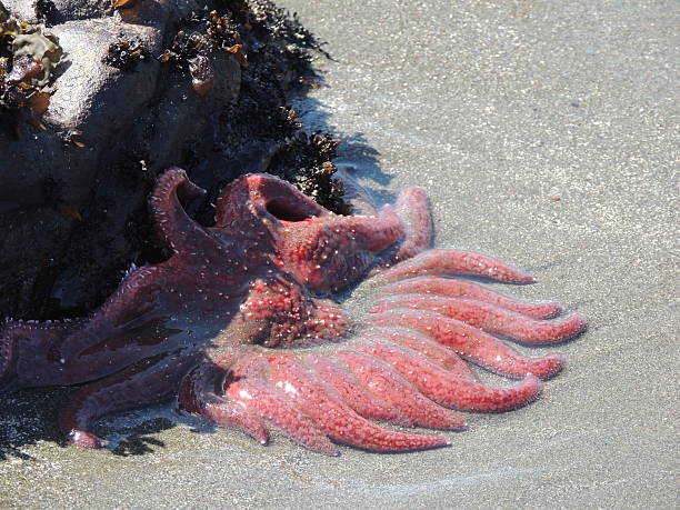 Sunflower Seastar A Pycnopodia Helianthoides commonly known as a sunflower seastar at Lone Ranch Beach Oregon sunflower star stock pictures, royalty-free photos & images