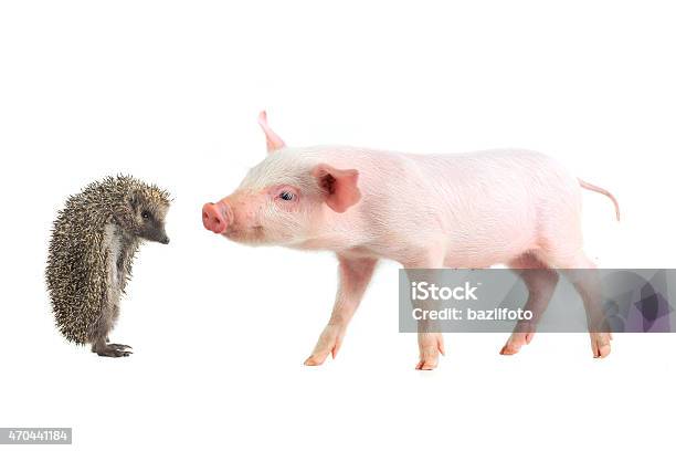 Piglet And Hedgehog Stock Photo - Download Image Now - 2015, Animal, Bristle - Animal Part