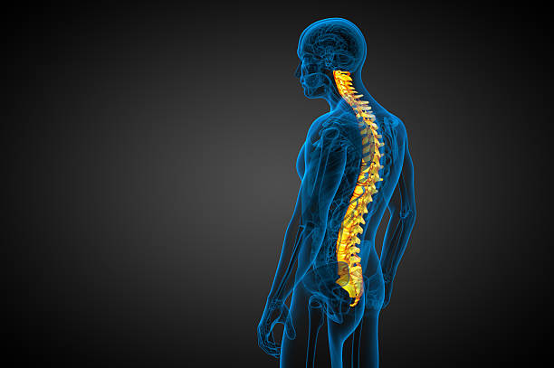 istock 3d render medical illustration of the human spine 470444604