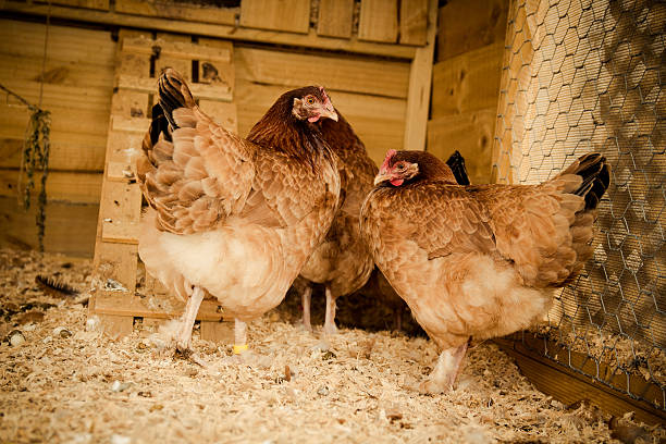 Chickens in coop stock photo