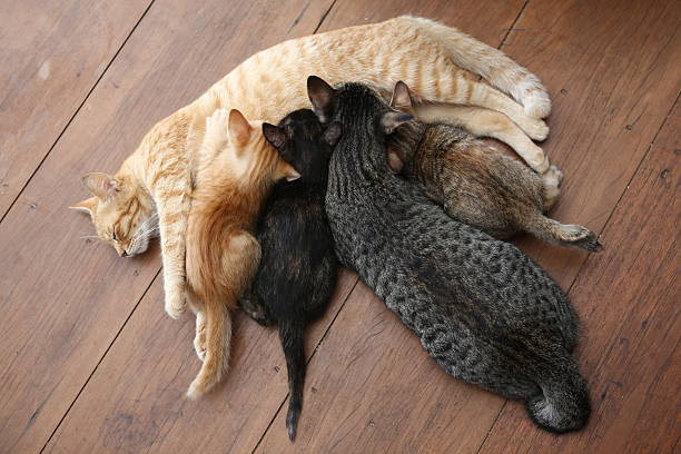 istock Big cat suck milk with kittens 470445741