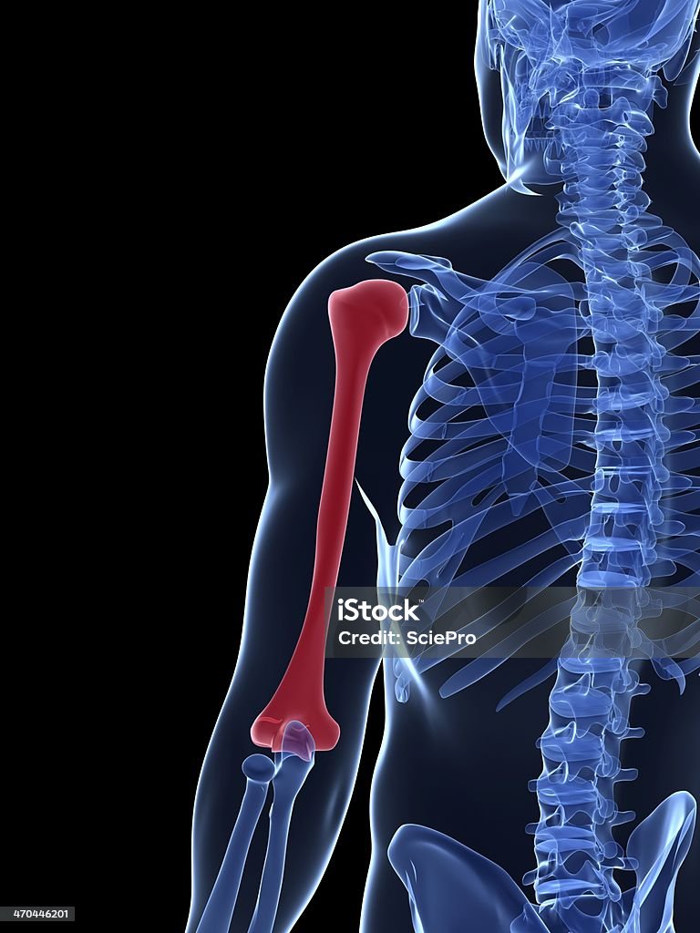 humerus bone 3d rendered illustration - humerus bone Black Color Stock Photo