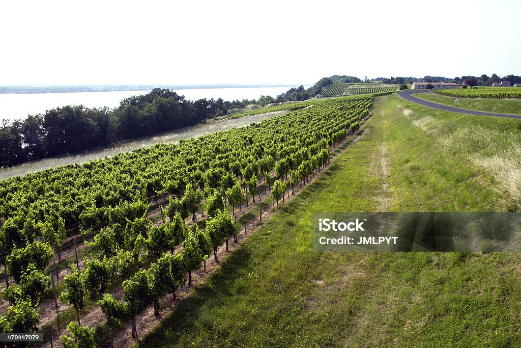 Vineyard near a river Vineyards of Blaye in Aquitaine. Agriculture Stock Photo