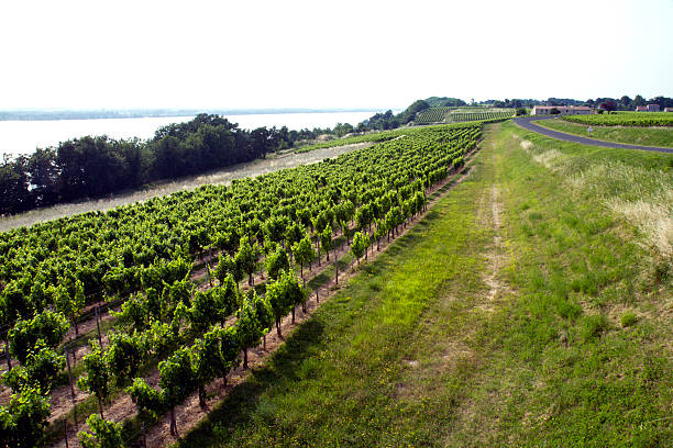 Vineyard near a river stock photo
