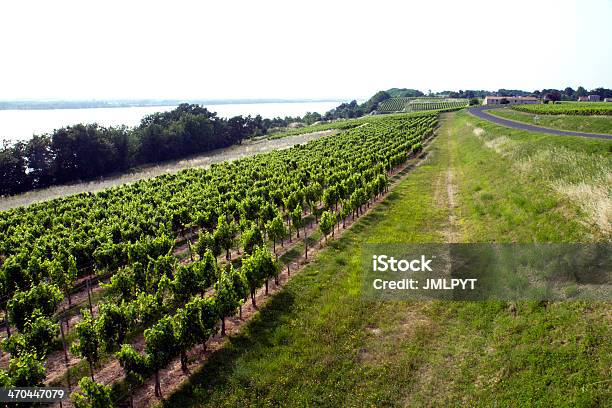 Vineyard Near A River Stock Photo - Download Image Now - Agriculture, Aquitaine, Asphalt