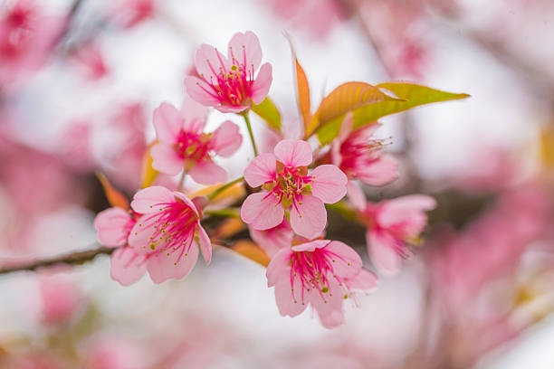 istock Wild Himalayan Cherry flower blossom 470447197