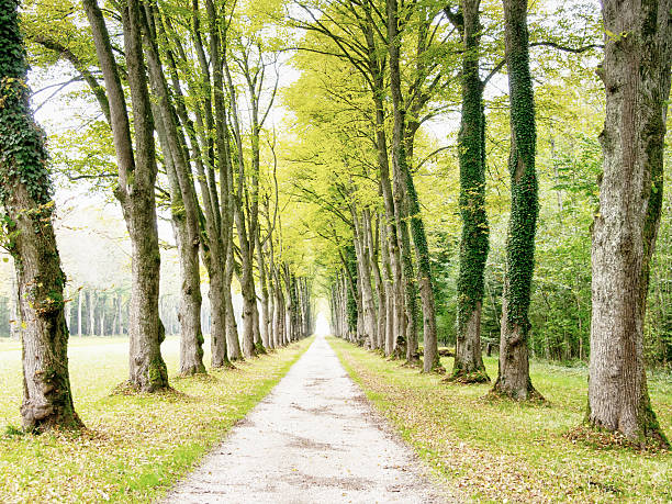 Beautiful road view in autumn. Netherlands. Forest. Trees