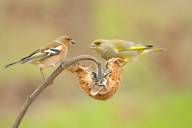 istock Greenfinch and chaffinch 470451592