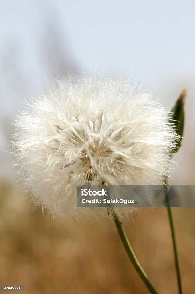 Dandelion 2015 Stock Photo