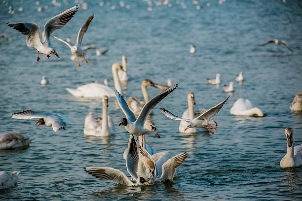 istock Birds of the sea 470452614