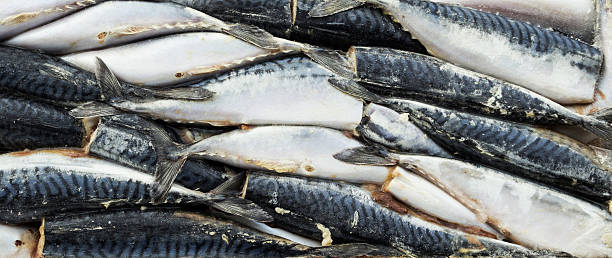 istock frozen carcass fish in brick for trade and background 470452733