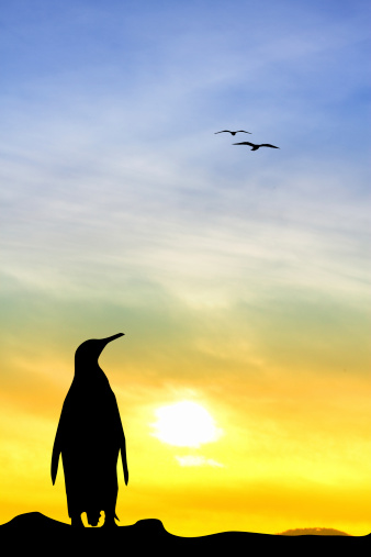 illustration of penuin at sunset