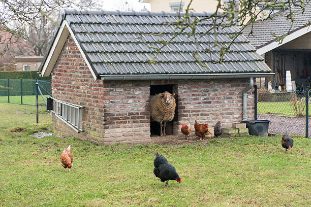 Sheep stable Brick stable with sheep and chickens sheep shed stock pictures, royalty-free photos & images