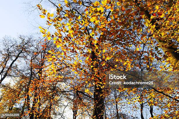 Woodland Stockfoto und mehr Bilder von Baum - Baum, Baumgruppe, Bildhintergrund