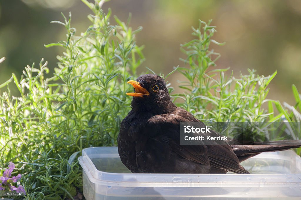 blackbird Singen im Bad - Lizenzfrei Balkon Stock-Foto