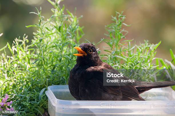 Blackbird Singen Im Bad Stockfoto und mehr Bilder von Balkon - Balkon, Vogelgesang, Badewanne